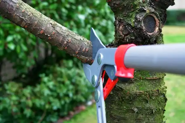 tree services Fort Hancock